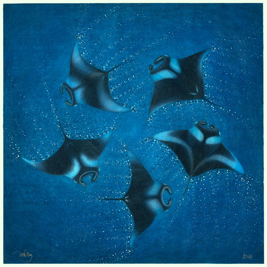 2018 Edition - Midnight Mantas - Glowing Manta Rays Heavyweight